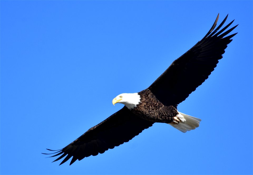 Photo: Tom Koerner/USFWS