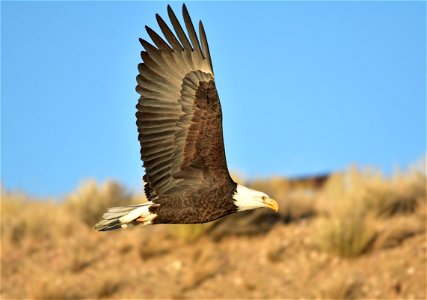 Photo: Tom Koerner/USFWS