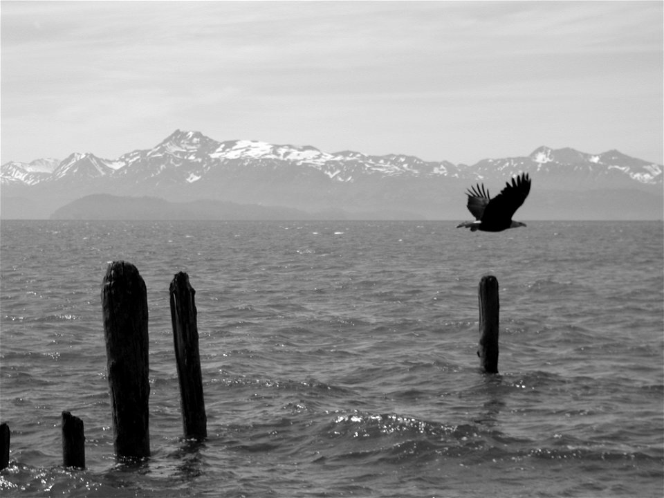 Bald Eagle over Kachemak Bay in Homer, Alaska