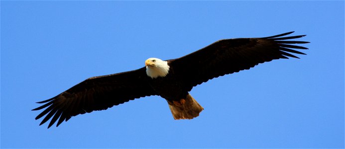 Bald Eagle in Flight