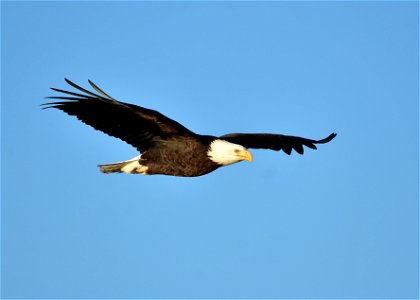 Photo: Tom Koerner/USFWS