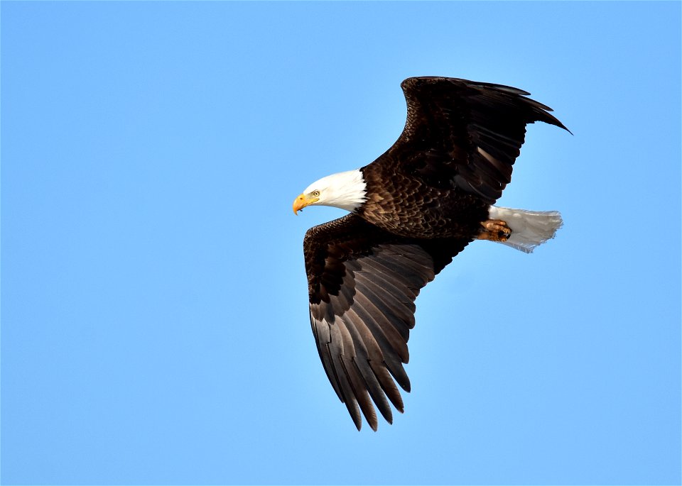 Photo: Tom Koerner/USFWS

<a href="https://www.facebook.com/Seedskadee/" rel="nofollow">www.facebook.com/Seedskadee/</a>