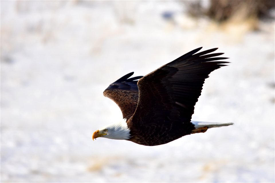 Photo: Tom Koerner/USFWS

<a href="https://www.facebook.com/Seedskadee/" rel="nofollow">www.facebook.com/Seedskadee/</a>