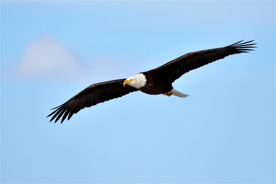 Photo: Tom Koerner/USFWS

<a href="https://www.facebook.com/Seedskadee/" rel="nofollow">www.facebook.com/Seedskadee/</a>
