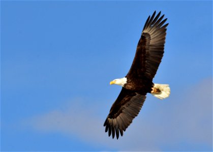 Photo: Tom Koerner/USFWS photo