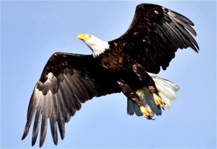 Photo: Tom Koerner/USFWS