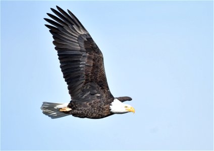 Photo: Tom Koerner/USFWS photo