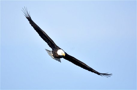 Photo: Tom Koerner/USFWS photo