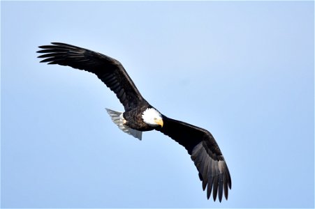 Photo: Tom Koerner/USFWS photo