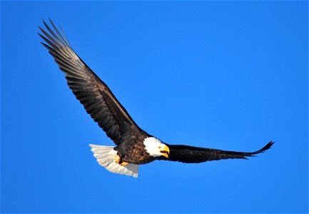 Photo: Tom Koerner/USFWS photo