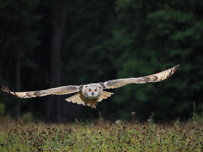 Owl siberian flight wings photo