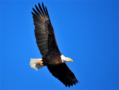 Photo: Tom Koerner/USFWS