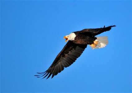 Photo: Tom Koerner/USFWS photo