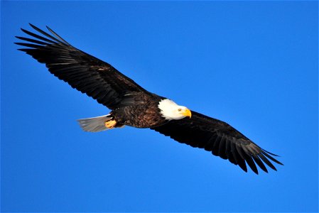 Photo: Tom Koerner/USFWS photo