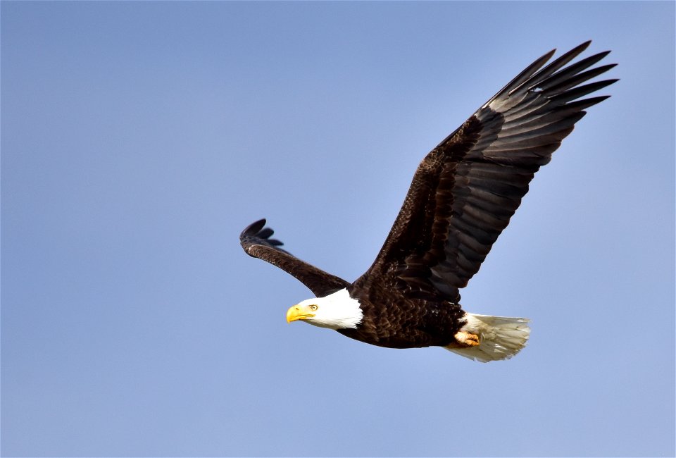 Photo: Tom Koerner/USFWS