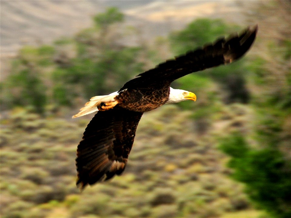 A bald eagle soars over the Green River on Seedskadee NWR. Photo Credit: Tom Koerner/USFWS