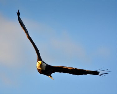 Bald eagle soaring over Cape May National Wildlife Refuge. Credit: Don Freiday/USFWS photo