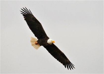 Photo: Tom Koerner/USFWS