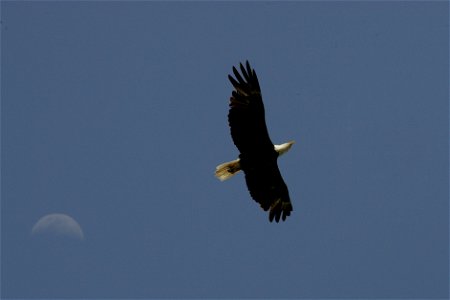Bald Eagle, NPS Photo, Rodney Cammauf