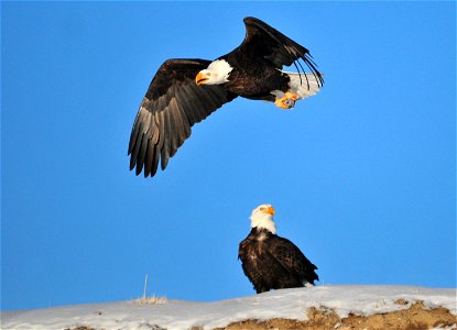 Photo: Tom Koerner/USFWS