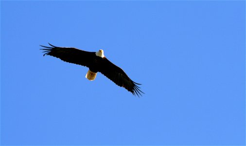 Bald eagle in Yellowstone National Park, U.S.A.