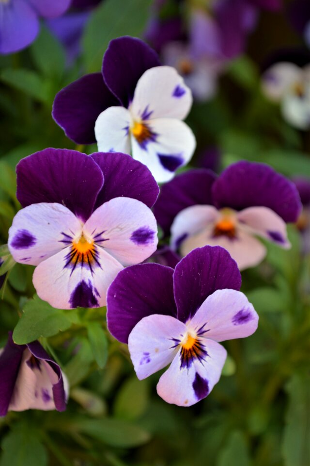 Close up violet blossom photo