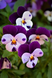 Close up violet blossom photo