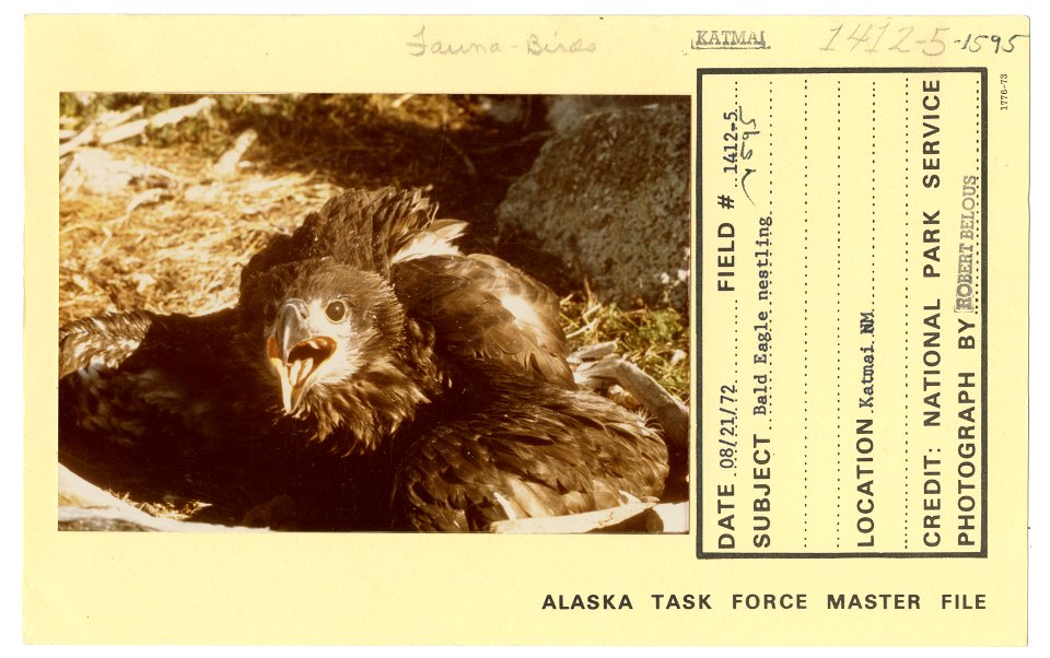 Bald eagle nestling