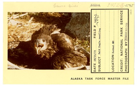 Bald eagle nestling photo