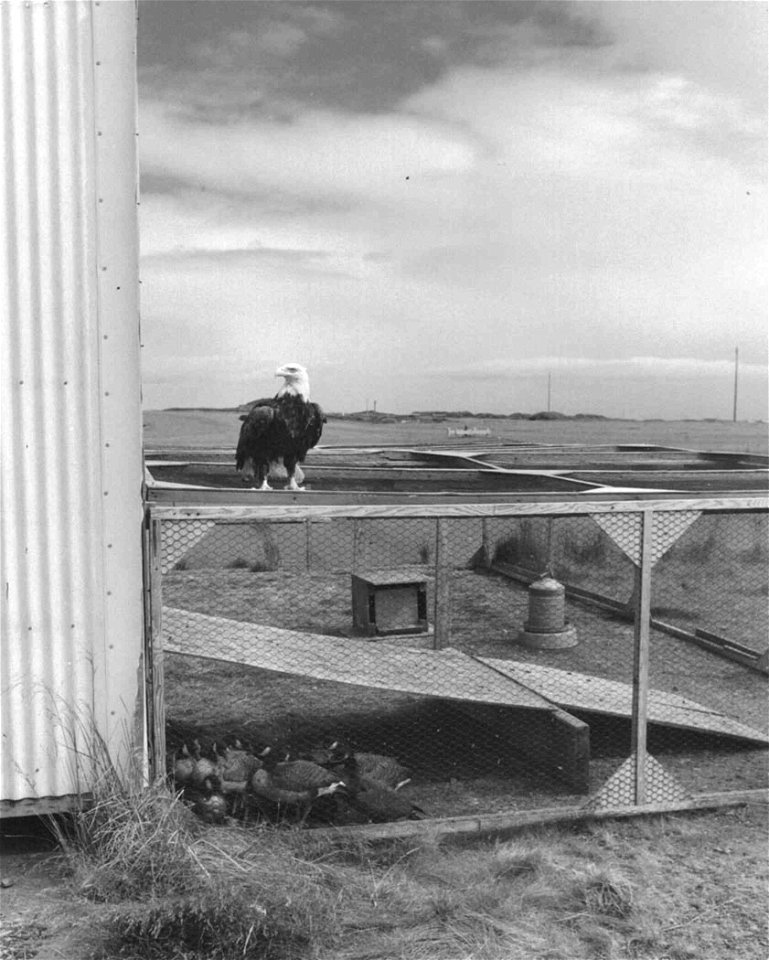 Image title: Bald eagle perched on goose pen after trying to attack goslings
Image from Public domain images website, http://www.public-domain-image.com/full-image/vintage-photography-public-domain-im