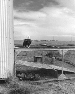 Image title: Bald eagle perched on goose pen after trying to attack goslings
Image from Public domain images website, http://www.public-domain-image.com/full-image/vintage-photography-public-domain-im
