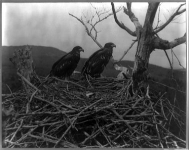 Title: Maine. Mt. Desert Island, Lafayette National Park. Eagles in nest
Abstract/medium: 1 photographic print.