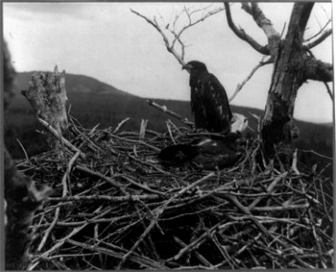 Title: Two young eagles in nest, Lafayette National Park, Mt. Desert Island, Maine Abstract/medium: 1 photographic print. photo