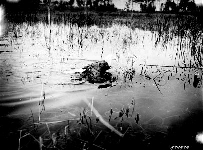 Photograph of Bald Eagle Swimming photo