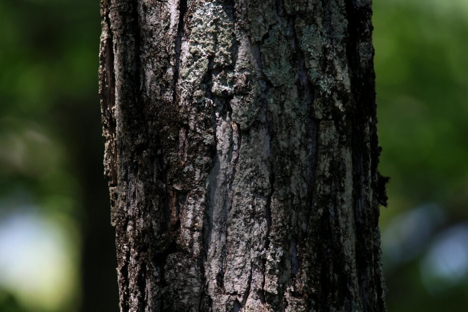 Nature tree tree bark
