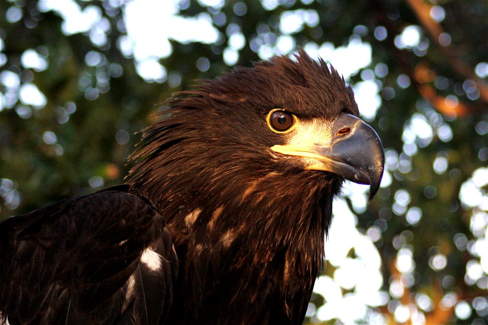 Bald Eagle - Immature, NPS Photo, Rodney Cammauf