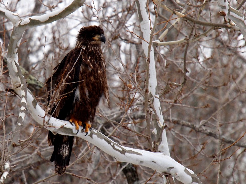 An immature Bald Eagle (Haliaeetus leucocephalus) perched in the branches of an American sycamore tree.Photo taken with an Olympus E-P1 in Schoharie County, NY, USA.Cropping and post-processing perfor