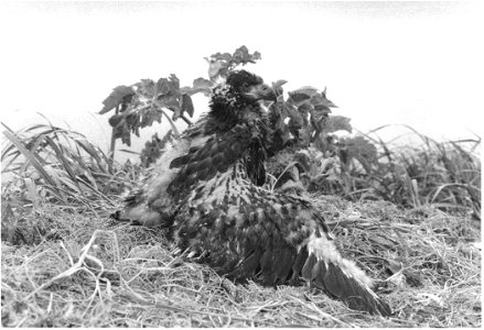 Image title: Immature chick bald eagle in nest black and white photo haliaeetus leucocephalus
Image from Public domain images website, http://www.public-domain-image.com/full-image/vintage-photography
