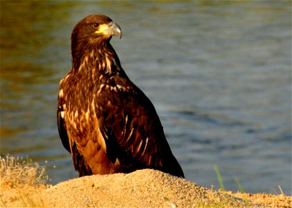 Bald eagle (juvenile), Haliaeetus leucocephalus, in Seedskadee National Wildlife Refuge