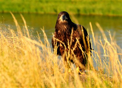 A juvenille bald eagle perched along the banks of the Green River on Seedskadee NWR.  Makes a good spot to spend the day watching for the next meal and catching updrafts to work on the newly acquired 