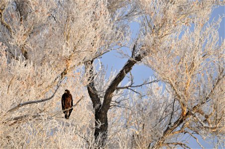 Photo: Tom Koerner/USFWS