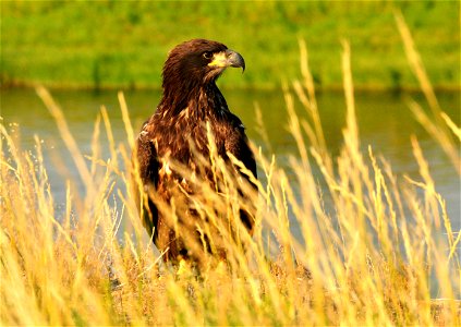 Photo: Tom Koerner/USFWS