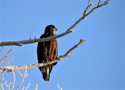 Photo: Tom Koerner/USFWS