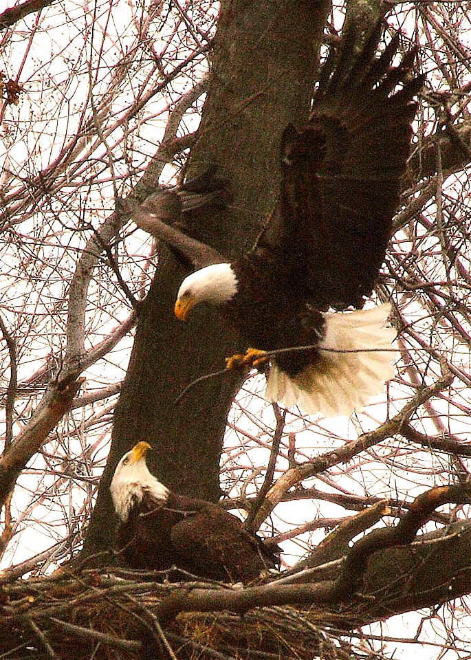 A bald eagle bringing sticks to its nest at John Heinz National Wildlife Refuge in Philadelphia, Pennsylvania.


Credit: Bill Buchanan/USFWS