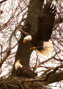 A bald eagle bringing sticks to its nest at John Heinz National Wildlife Refuge in Philadelphia, Pennsylvania. Credit: Bill Buchanan/USFWS photo