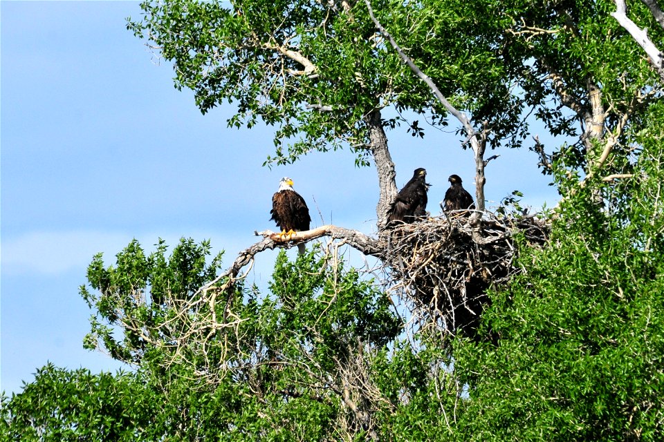 Only days away from their first attempt at flight.  Photo: Tom Koerner/USFWS