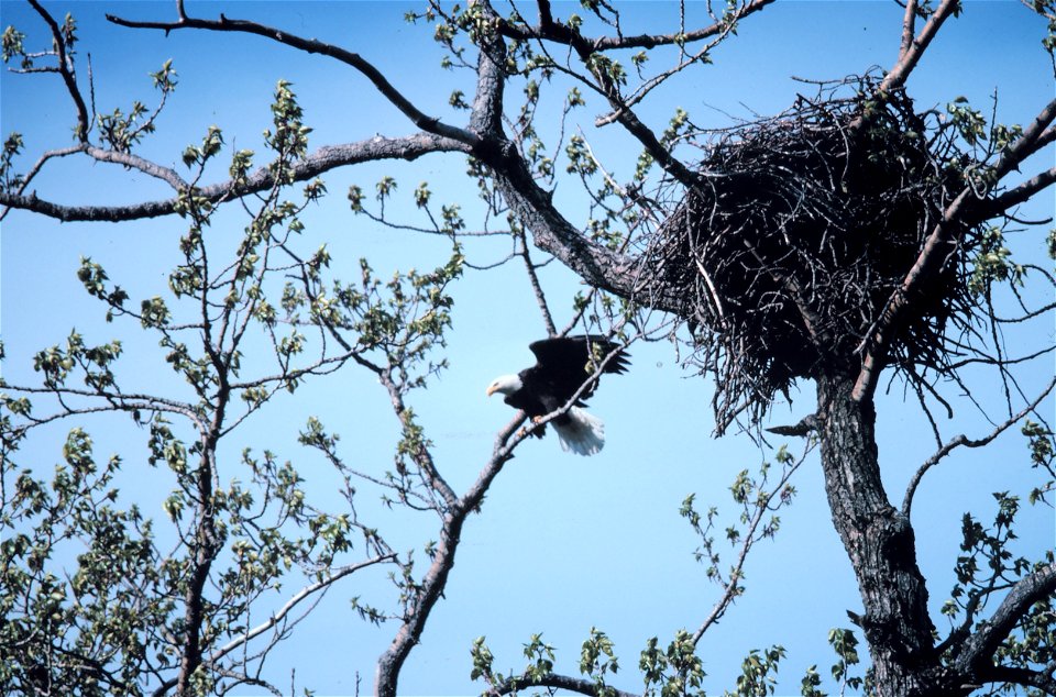 Bald Eagle - Haliaeetus leucocephalus