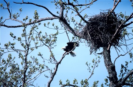 Bald Eagle - Haliaeetus leucocephalus photo