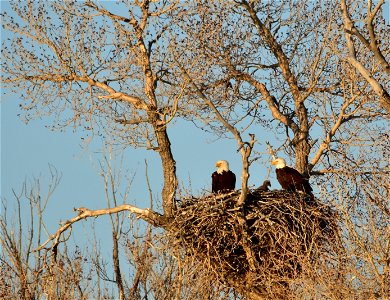 This is one of 8 active bald eagle nests on Seedskadee NWR. This pair has used this location/nest for almost 10 years and has fledged over 20 young over their "career". Only one eaglet is photo