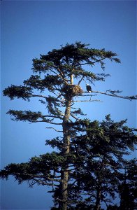 Bald eagle (Haliaeetus leucocephalus) and its nest on a tree; north of Coffman Cove, northeast side of Prince of Wales Island, southeast Alaska. Taken from the Digital Library System from the FWS.